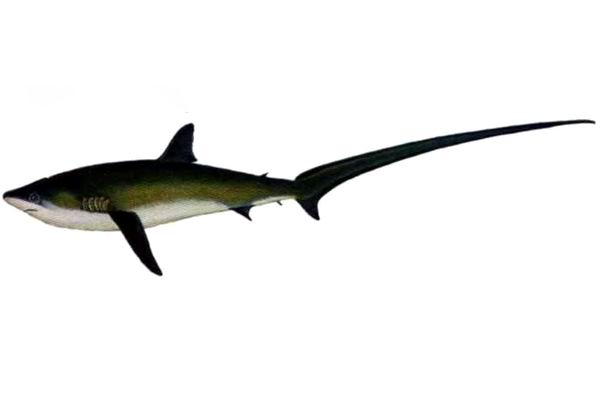 Обыкновенная лисья акула