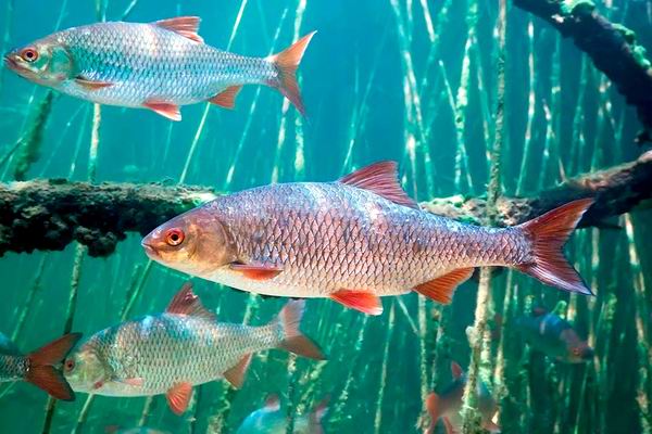 Биология и поведения рыб